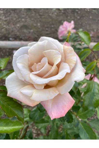 Троянда ніжних пастельних відтінків Стефан Руло